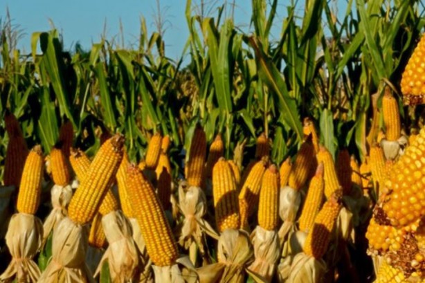 Foto - Kıtlık nedeniyle mısır ürünlerinin ihracatını yasakladılar