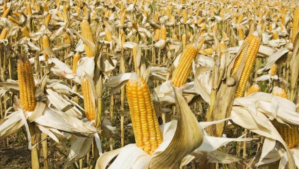 Foto - Kıtlık nedeniyle mısır ürünlerinin ihracatını yasakladılar