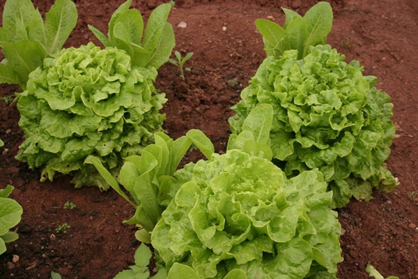 Foto - Kıvırcık deyip geçmeyin! Kanserden koruyor!