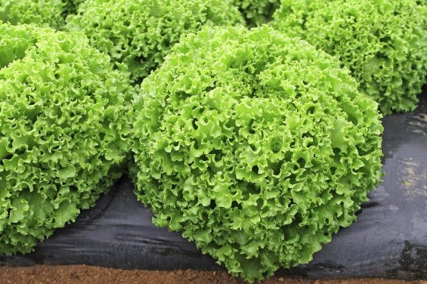 Foto - Kıvırcık doğurganlığı artırıyor