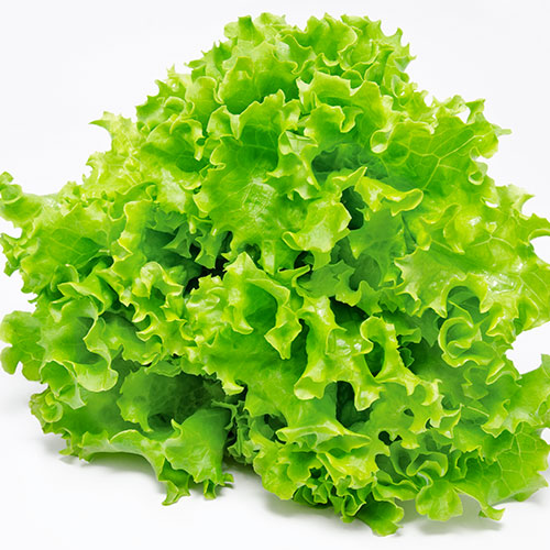 Foto - Kıvırcık doğurganlığı artırıyor