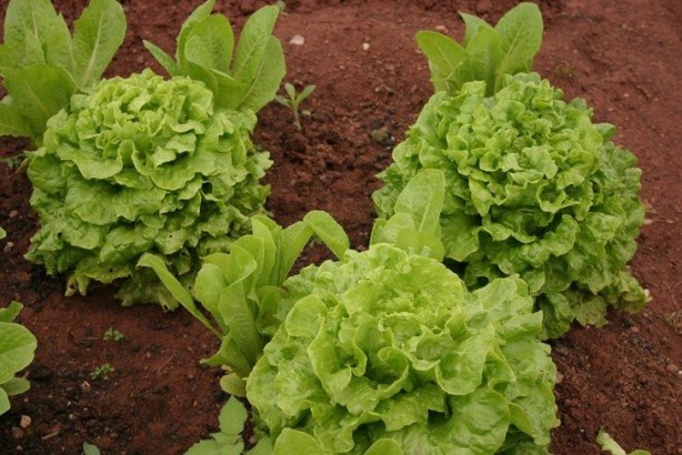 Foto - Kıvırcık doğurganlığı artırıyor