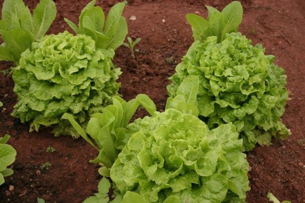 Foto - Kıvırcık doğurganlığı artırıyor