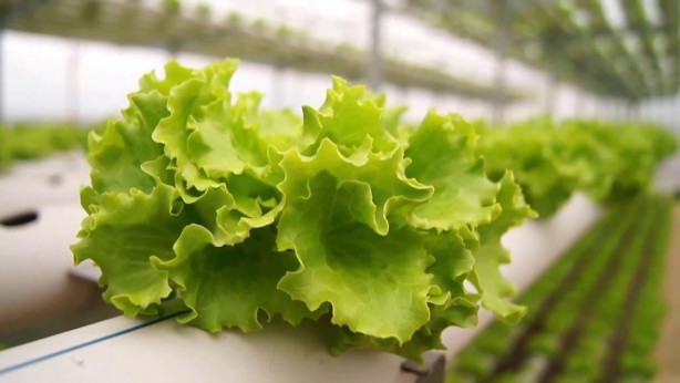 Foto - Kıvırcık doğurganlığı artırıyor