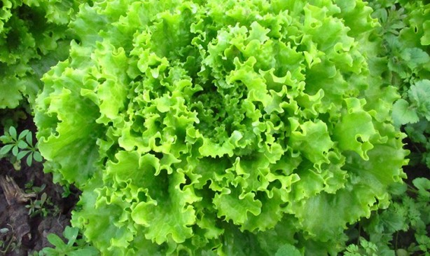 Kıvırcık doğurganlığı artırıyor