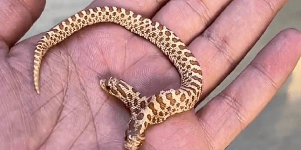 Foto - Kıyamet alameti gerçek mi oluyor? O yaratık ortaya çıktı! Görenler gözlerine inanamadı