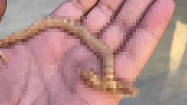 Kıyamet alameti gerçek mi oluyor? O yaratık ortaya çıktı! Görenler gözlerine inanamadı