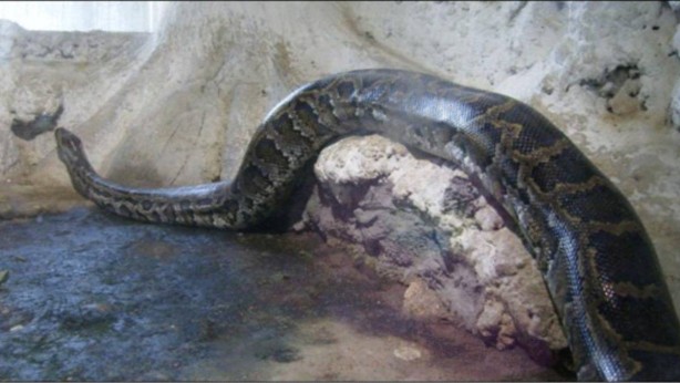 Kıyamet alametleri başladı! Dünyanın en büyük yılanı toprak altından böyle çıktı! Her an Türkiye'ye sıçrayabilir