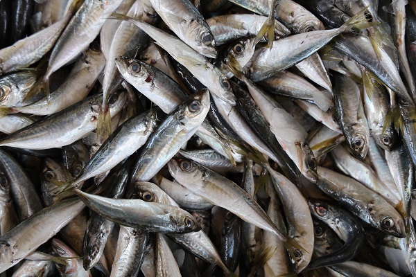 Foto - Kıyısı olmayan şehirden 6 bin ton balık 