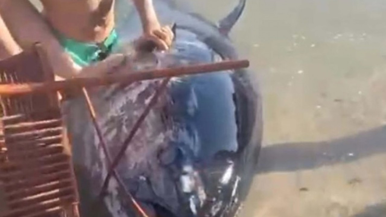 Foto - Kıyıya vuran orkinoslar için inceleme yapılacak