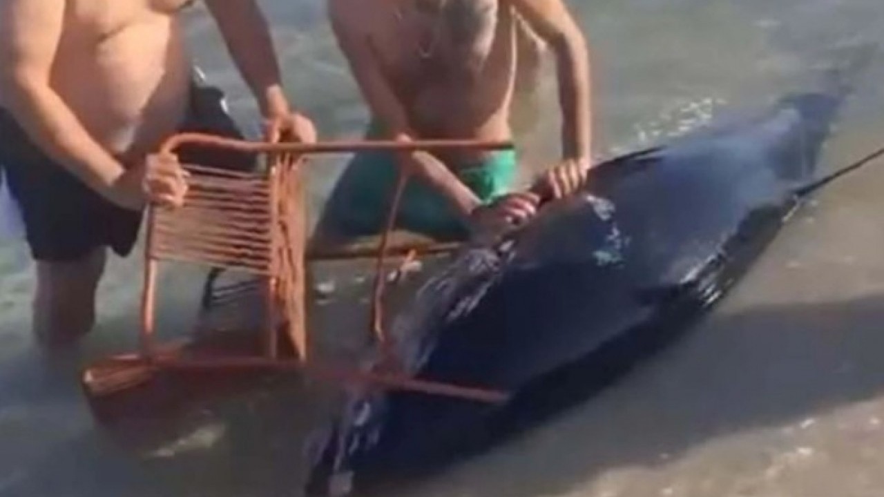 Foto - Kıyıya vuran orkinoslar için inceleme yapılacak