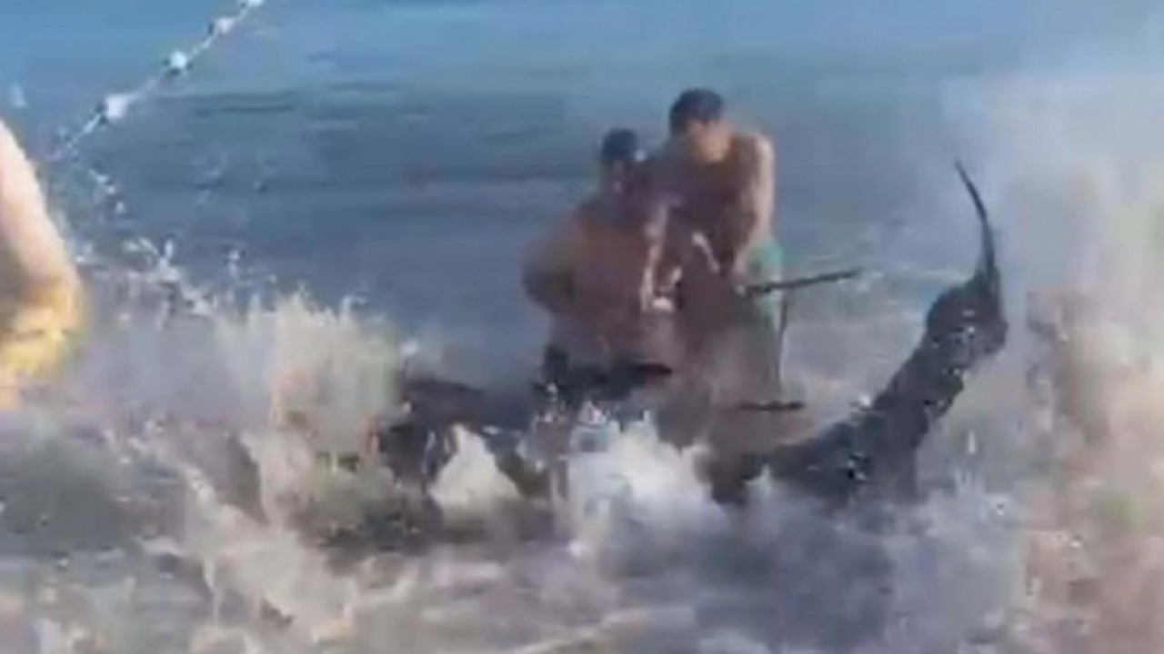 Foto - Kıyıya vuran orkinoslar için inceleme yapılacak