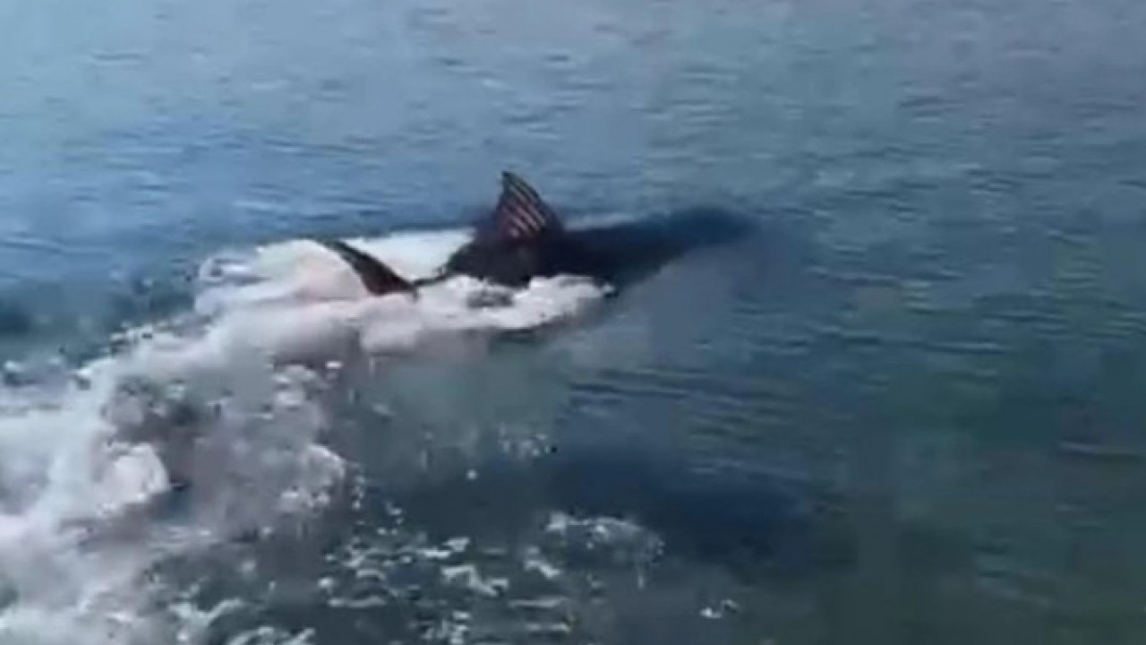 Kıyıya vuran orkinoslar için inceleme yapılacak