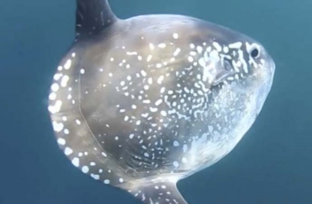 Foto - Kıyıya vurdu herkes şok içinde! Kimse ne olduğunu bilmiyor