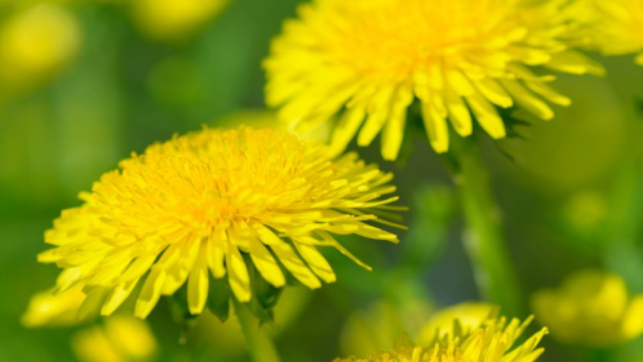Kıymeti bilinmeyen mucize! Yol kenarında yetişiyor, sağlığa katkısı saymakla bitmiyor