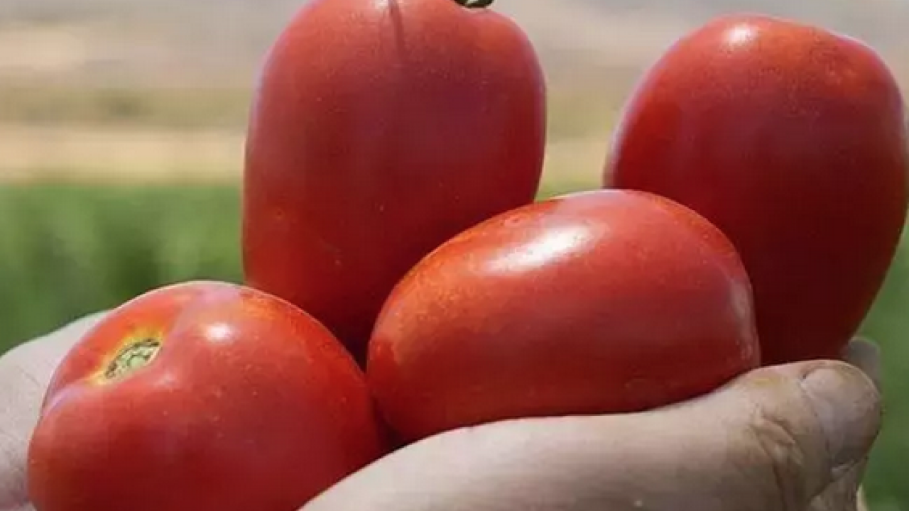 Kıymetini bilen yok ama kolesterolü damardan kazıyor! Doğanın C vitamini kralı, bel ve göbeği de mum gibi eritiyor!