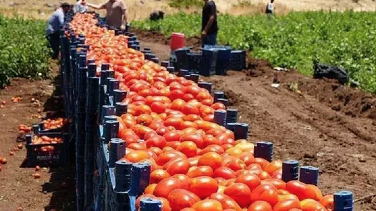 Foto - Kıymetini bilen yok ama kolesterolü damardan kazıyor! Doğanın C vitamini kralı, bel ve göbeği de mum gibi eritiyor!