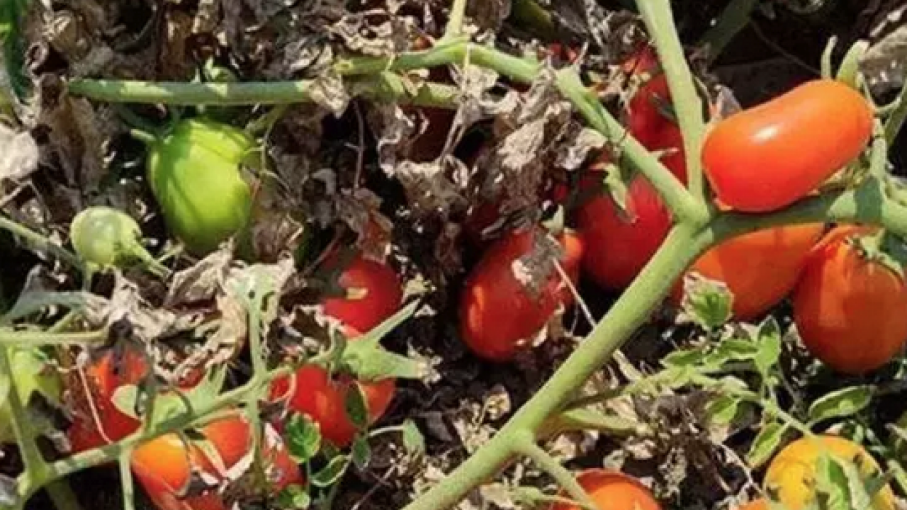 Foto - Kıymetini bilen yok ama kolesterolü damardan kazıyor! Doğanın C vitamini kralı, bel ve göbeği de mum gibi eritiyor!