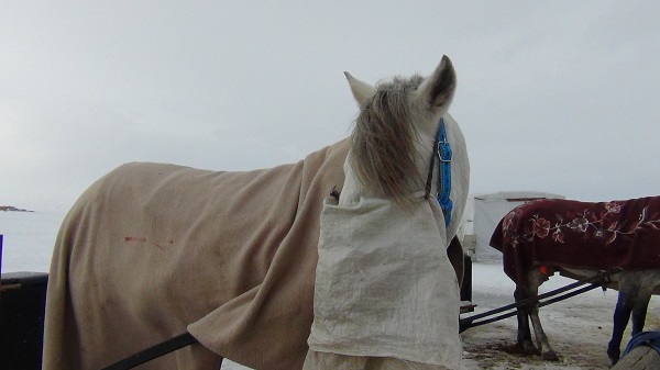 Foto - Kızak atları için böyle önlem alındı