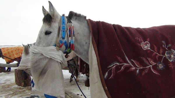 Foto - Kızak atları için böyle önlem alındı