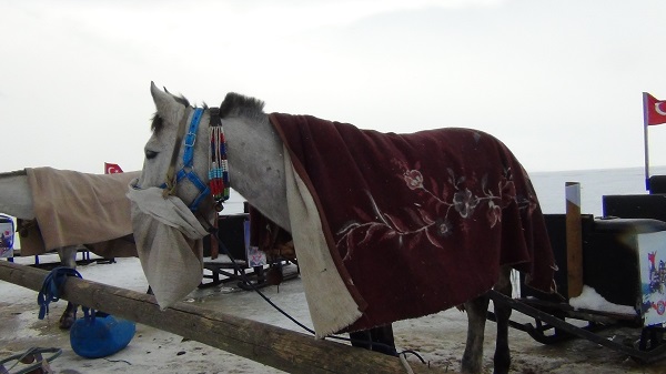 Foto - Kızak atları için böyle önlem alındı