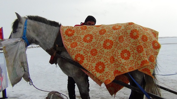 Foto - Kızak atları için böyle önlem alındı