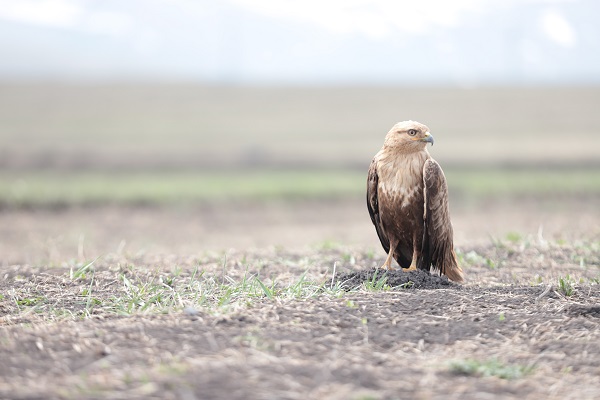 Foto - Kızıl şahin kendine arkadaş buldu