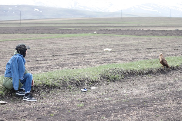 Foto - Kızıl şahin kendine arkadaş buldu