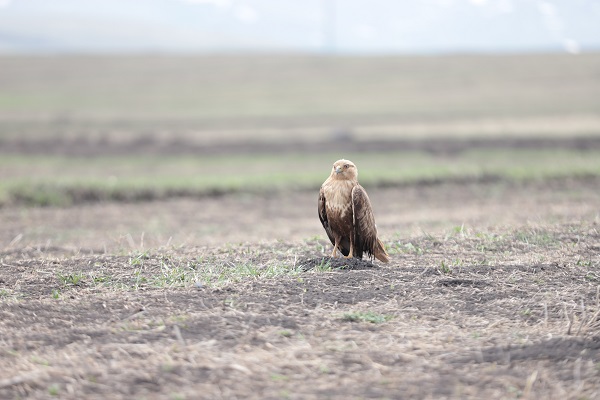 Foto - Kızıl şahin kendine arkadaş buldu