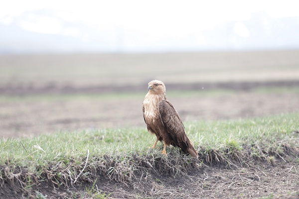 Foto - Kızıl şahin kendine arkadaş buldu