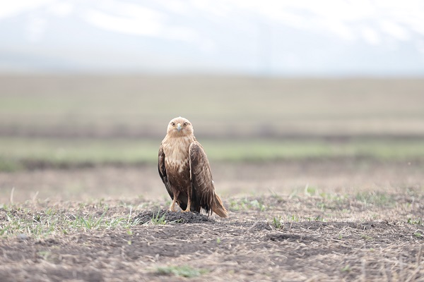 Foto - Kızıl şahin kendine arkadaş buldu