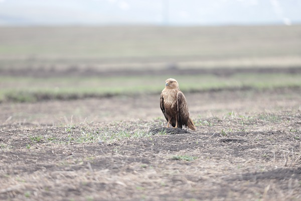 Foto - Kızıl şahin kendine arkadaş buldu
