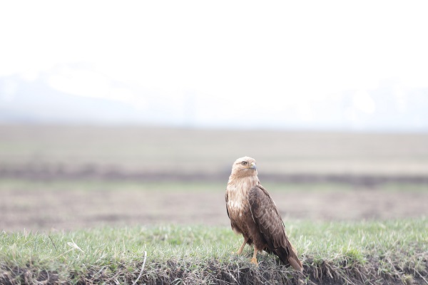 Foto - Kızıl şahin kendine arkadaş buldu