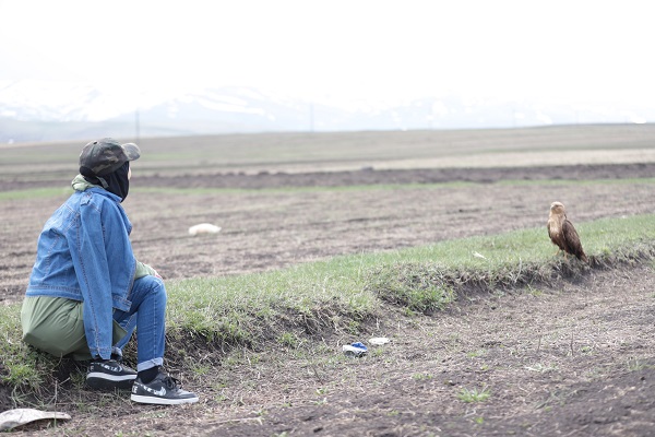 Kızıl şahin kendine arkadaş buldu