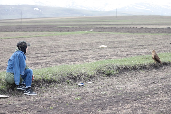 Foto - Kızıl şahin kendine arkadaş buldu