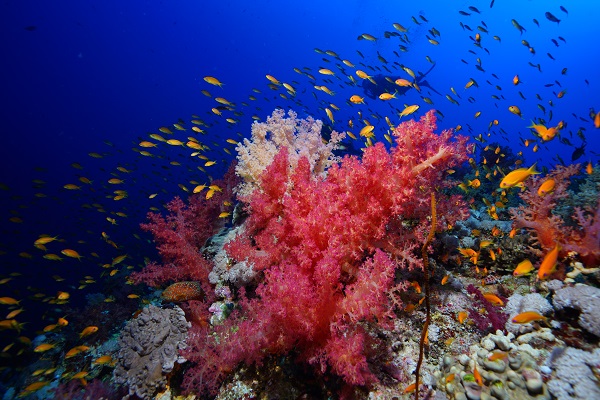 Foto - Kızıldeniz'i daha önce hiç böyle gördünüz mü? 