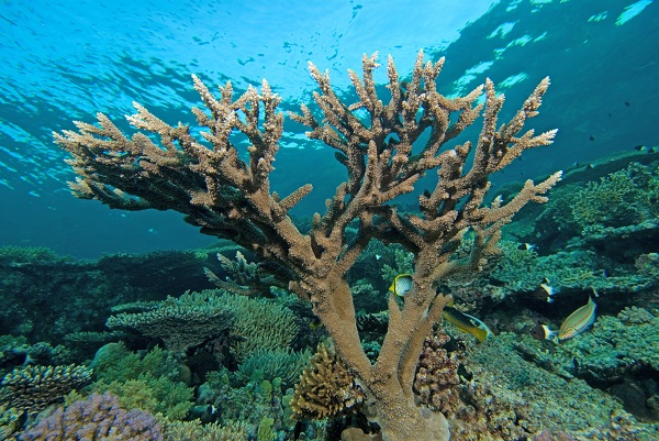 Foto - Kızıldeniz'i daha önce hiç böyle gördünüz mü? 