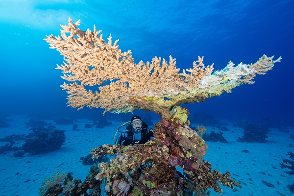 Foto - Kızıldeniz'i daha önce hiç böyle gördünüz mü? 