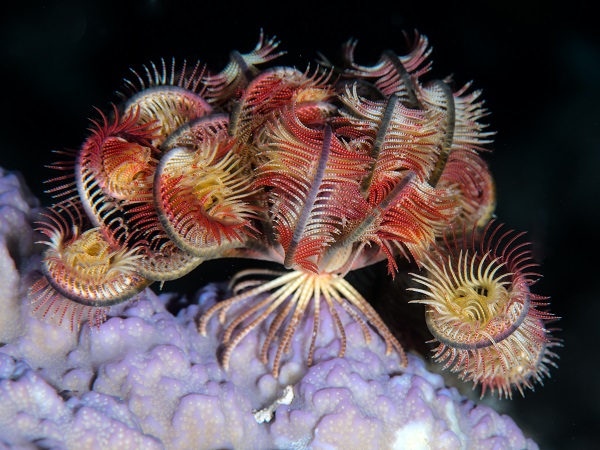 Foto - Kızıldeniz'i daha önce hiç böyle gördünüz mü? 