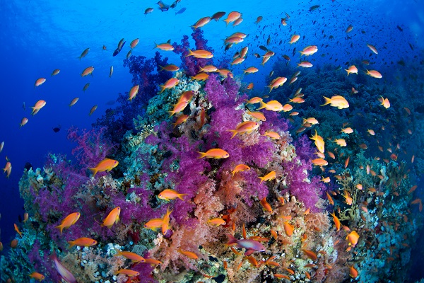 Foto - Kızıldeniz'i daha önce hiç böyle gördünüz mü? 