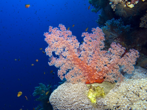 Foto - Kızıldeniz'i daha önce hiç böyle gördünüz mü? 