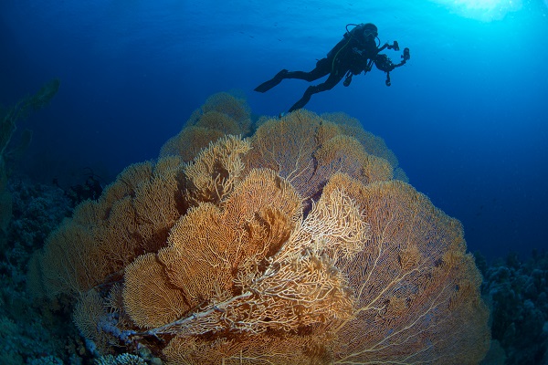 Foto - Kızıldeniz'i daha önce hiç böyle gördünüz mü? 