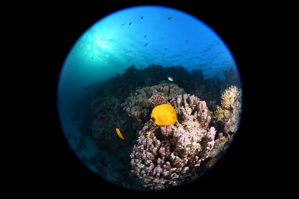 Foto - Kızıldeniz'i daha önce hiç böyle gördünüz mü? 