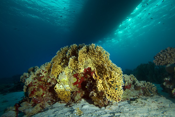 Foto - Kızıldeniz'i daha önce hiç böyle gördünüz mü? 