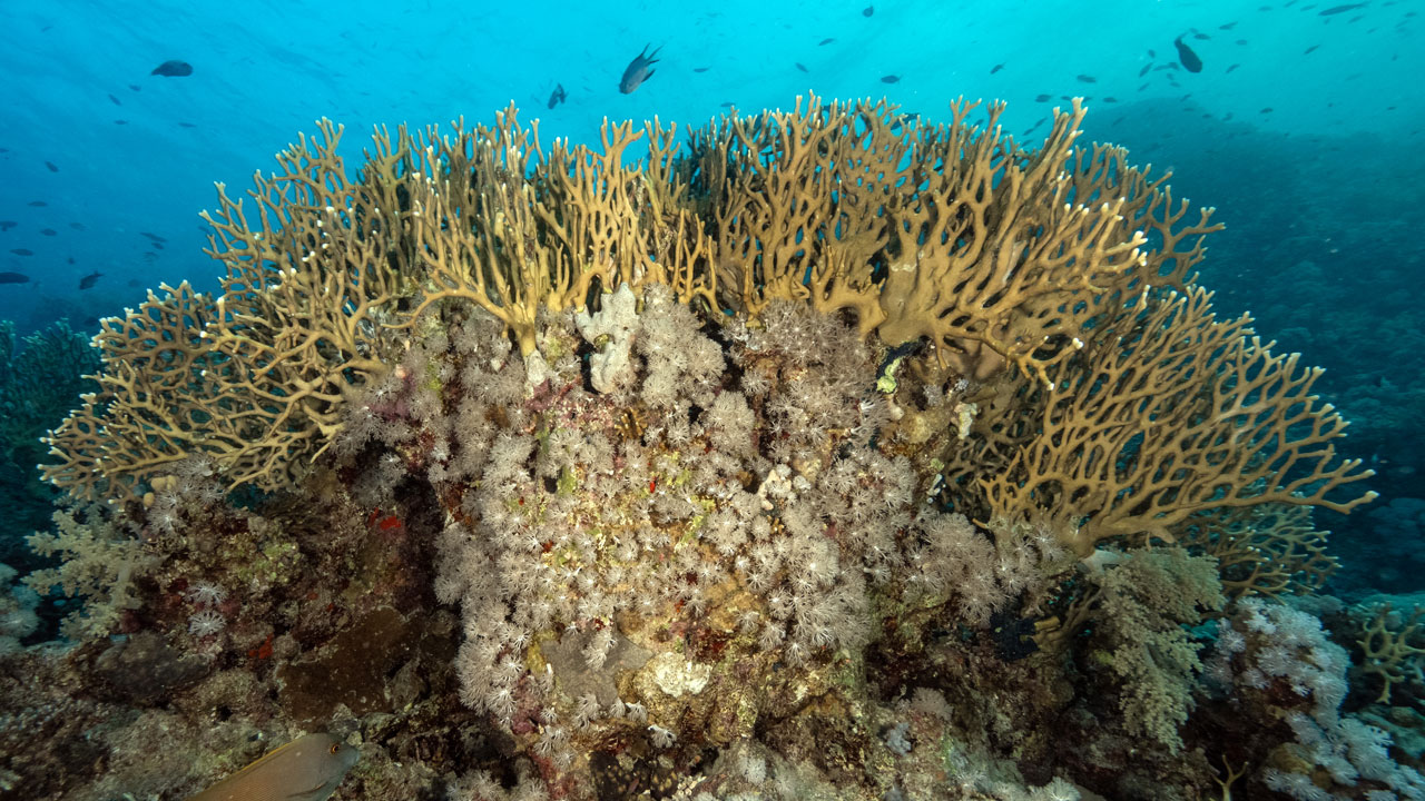 Foto - Kızıldeniz’in cenneti! Ras Muhammed Milli Parkı dalgıçları büyülüyor