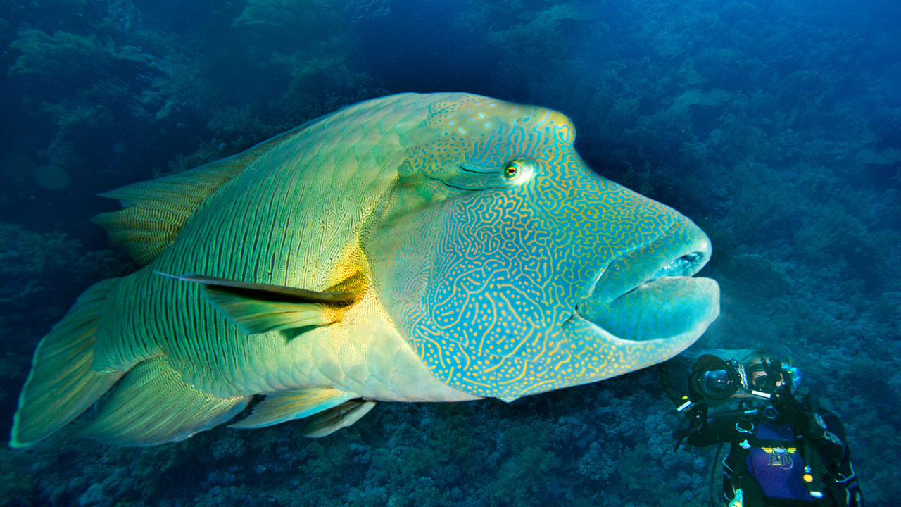 Foto - Kızıldeniz’in cenneti! Ras Muhammed Milli Parkı dalgıçları büyülüyor