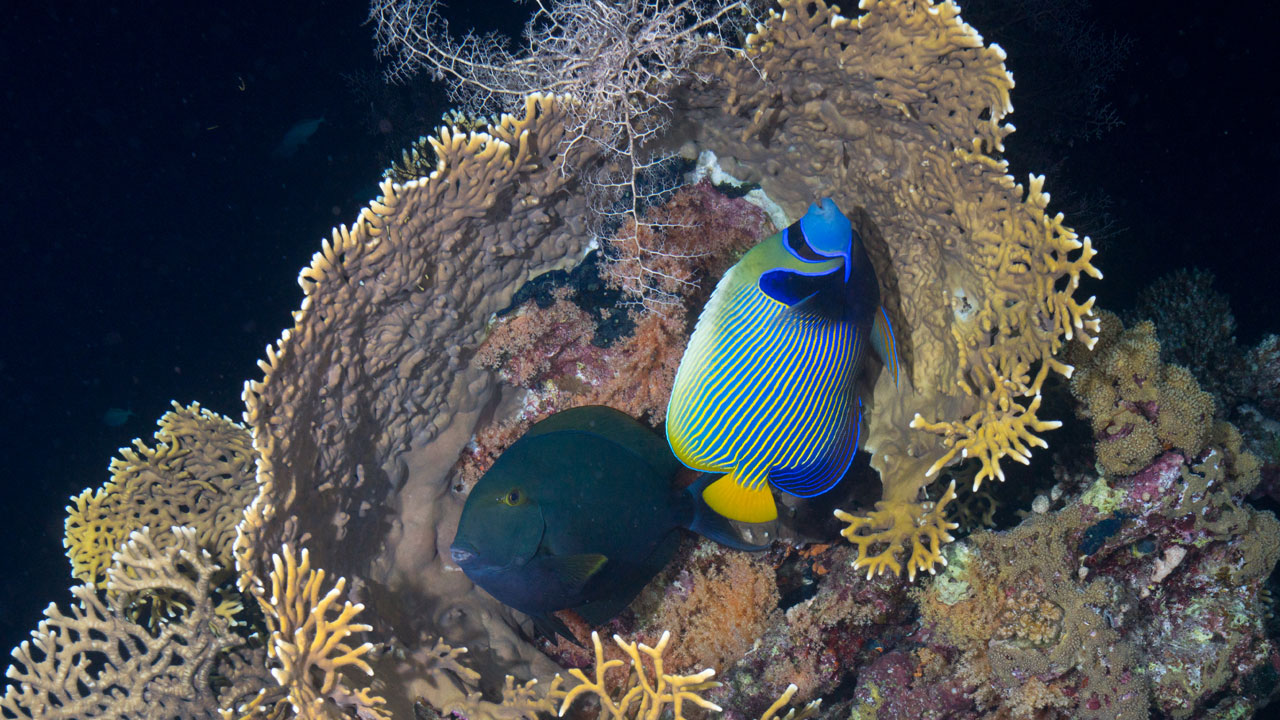 Foto - Kızıldeniz’in cenneti! Ras Muhammed Milli Parkı dalgıçları büyülüyor