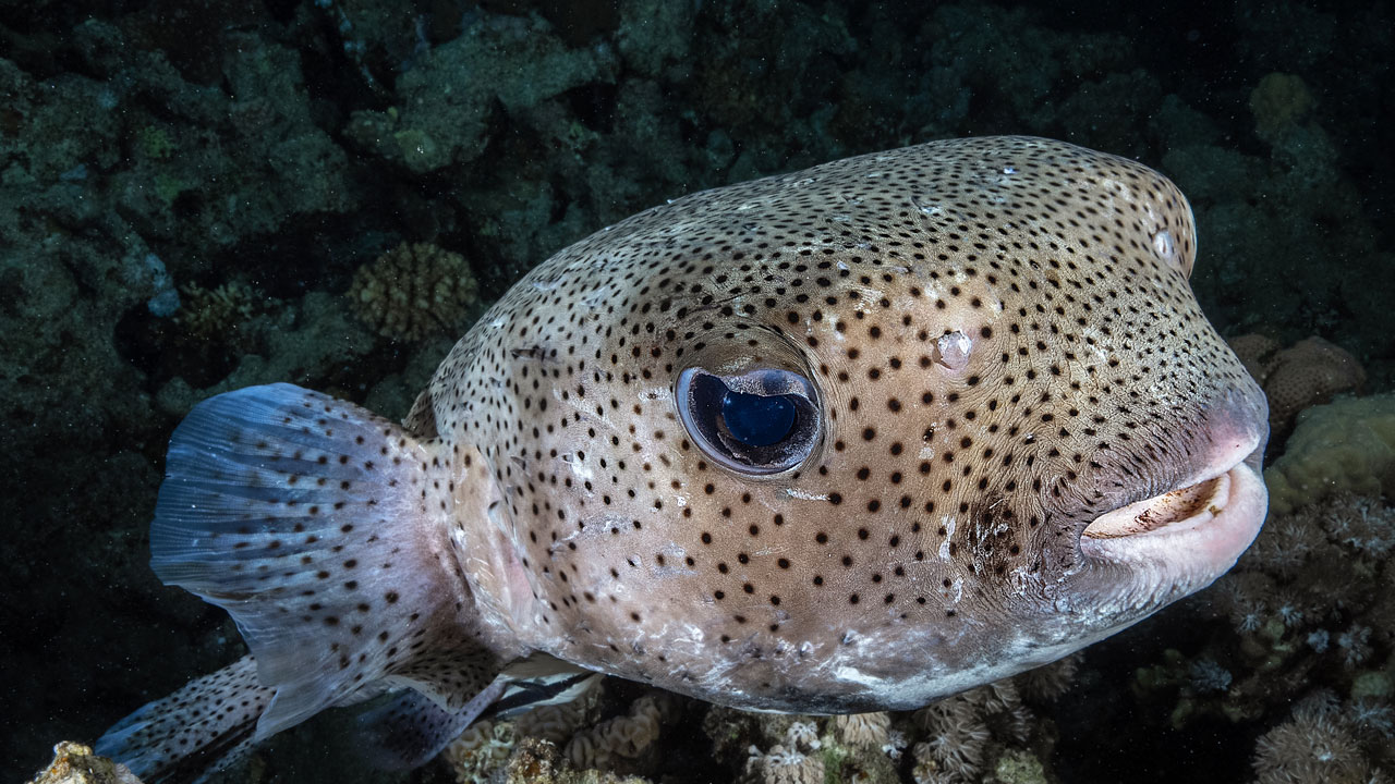 Foto - Kızıldeniz’in cenneti! Ras Muhammed Milli Parkı dalgıçları büyülüyor