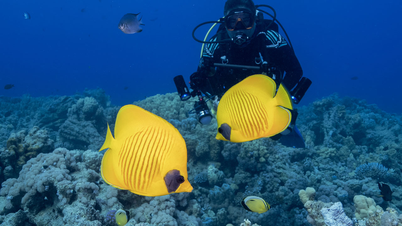 Foto - Kızıldeniz’in cenneti! Ras Muhammed Milli Parkı dalgıçları büyülüyor
