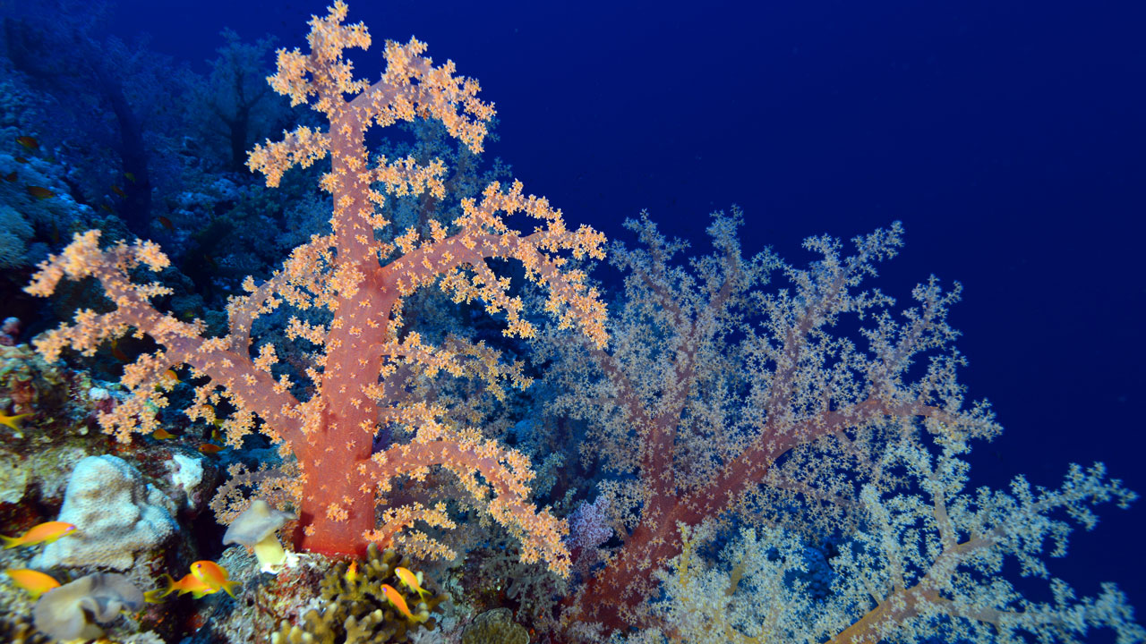 Foto - Kızıldeniz’in cenneti! Ras Muhammed Milli Parkı dalgıçları büyülüyor